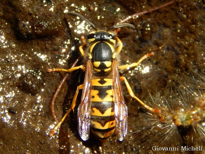 Vespa...ma di che specie? Vespula germanica